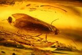 Detailed Fossil Caddisfly and Aphid in Baltic Amber #128288-2